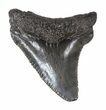 Serrated, Juvenile Megalodon Tooth - South Carolina #48875-1